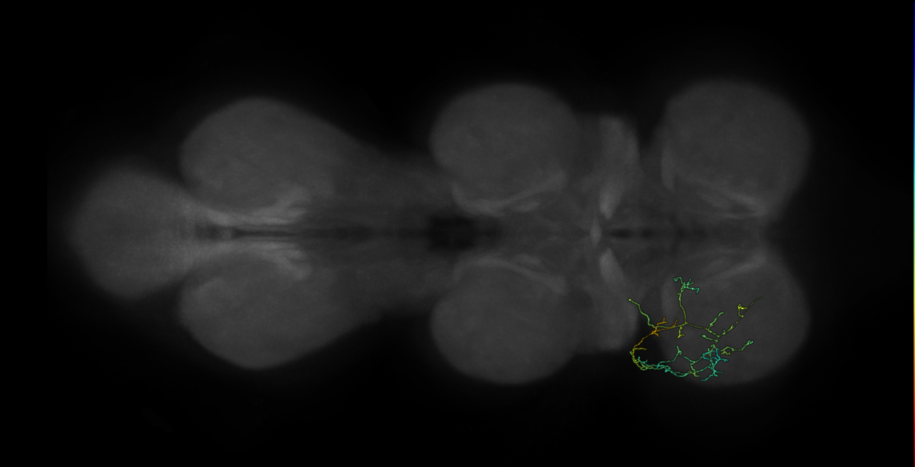 neuron 9207 - pruned by vol 109 (FANC:582926)