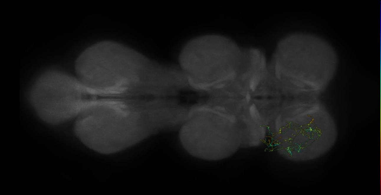 neuron 2714 - pruned by vol 109 (FANC:583304)