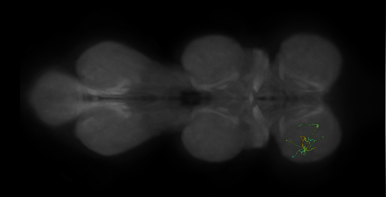 neuron 9195 - pruned by vol 109 (FANC:583419)