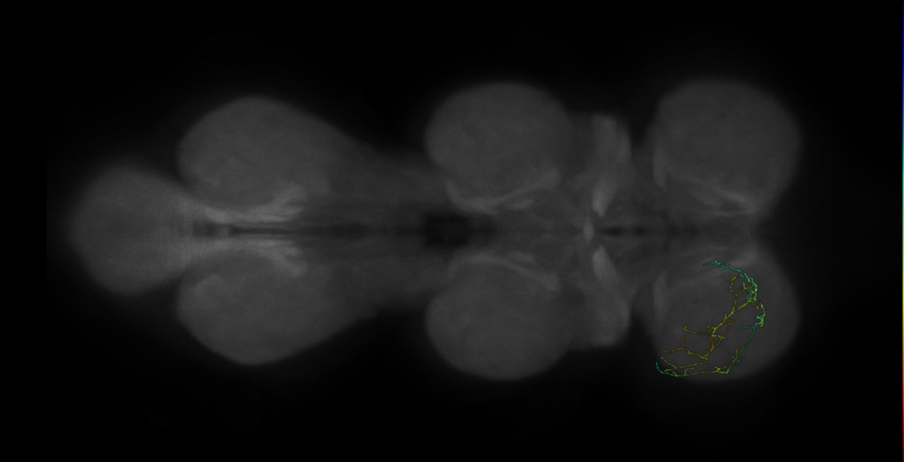 neuron 488 - pruned by vol 109 (FANC:583486)