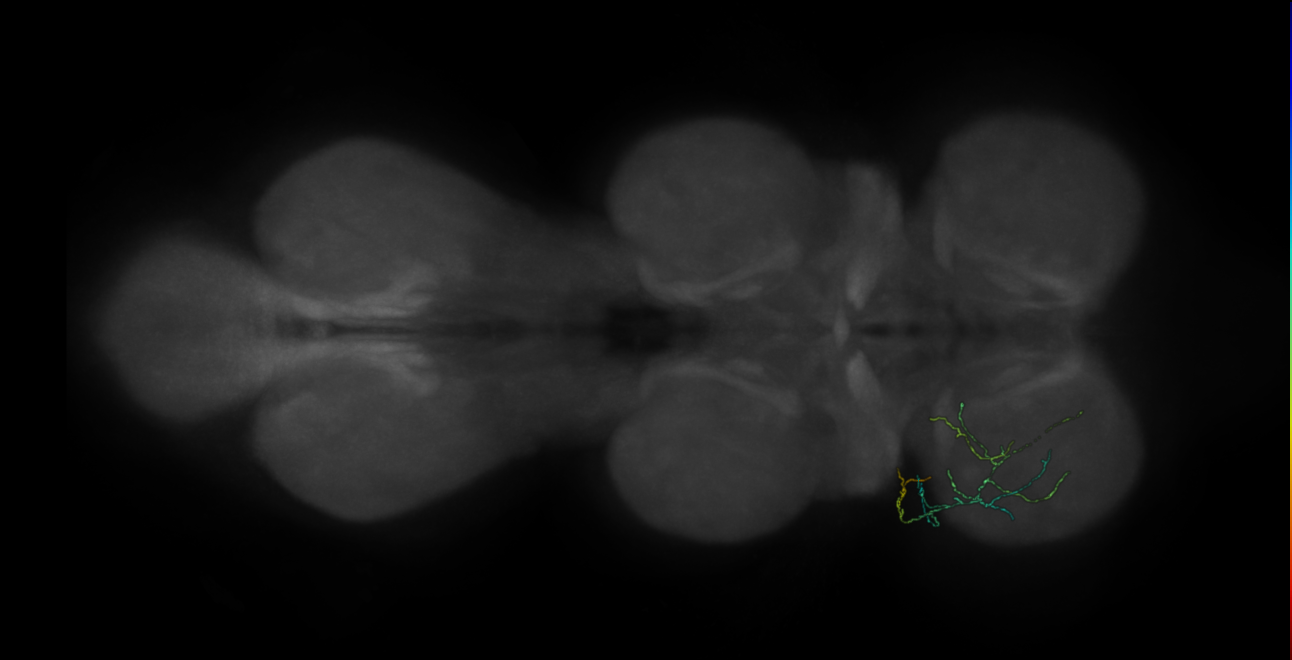 neuron 10414 - pruned by vol 109 (FANC:583504)