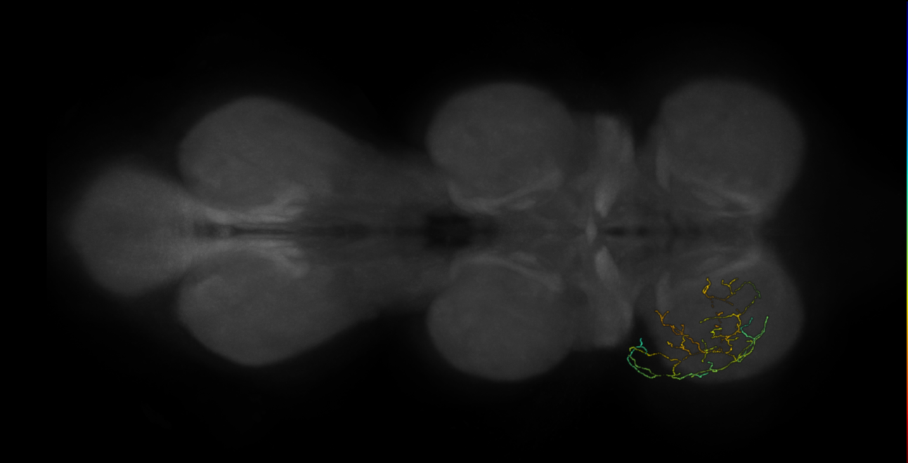 neuron 13036 - pruned by vol 109 (FANC:583540)