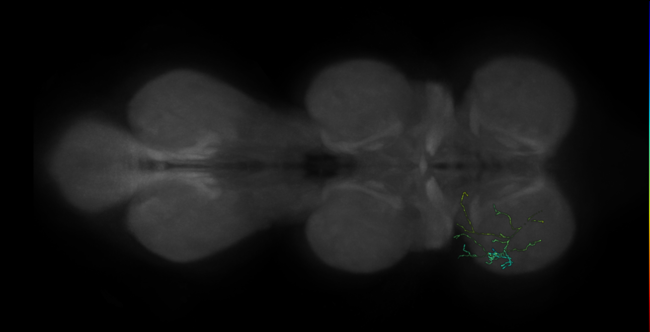 neuron 9013 - pruned by vol 109 (FANC:583574)