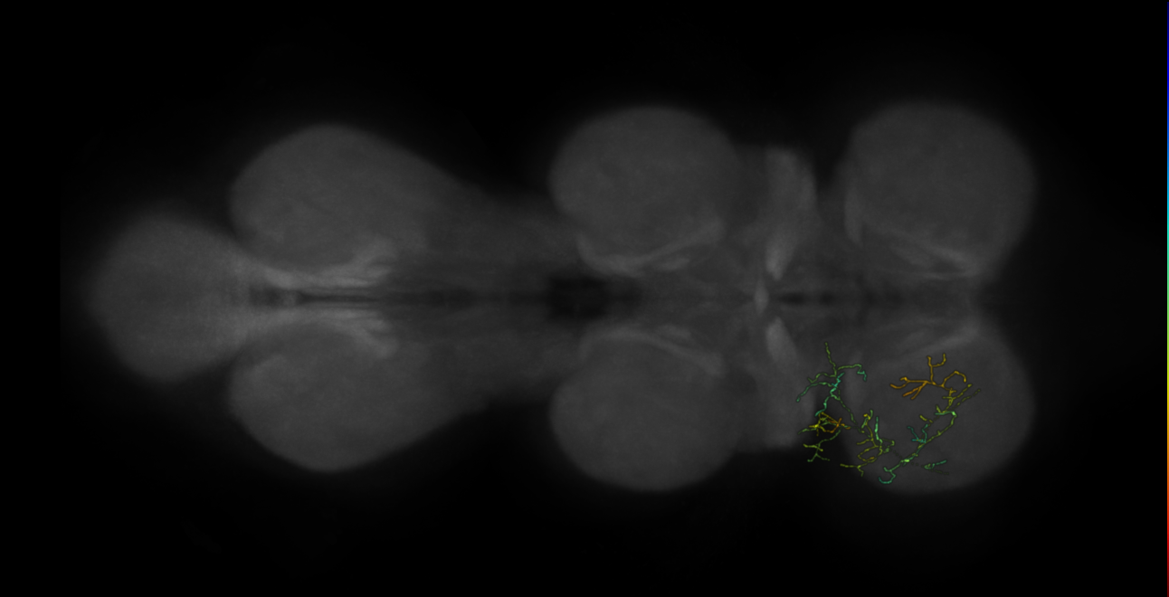 neuron 10367 - pruned by vol 109 (FANC:583669)