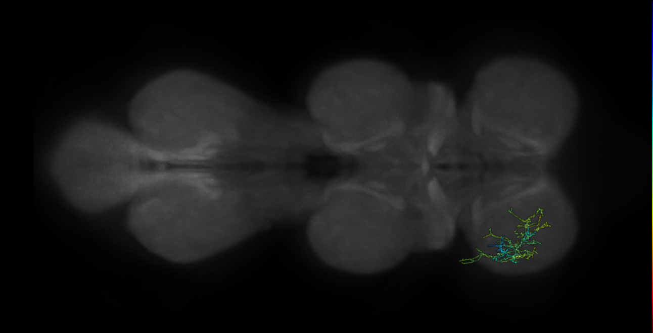 neuron 492 - pruned by vol 109 (FANC:583686)