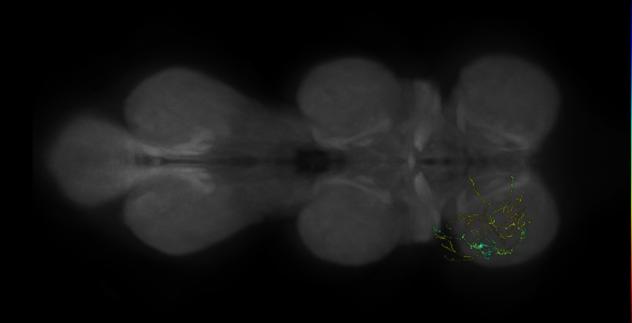 neuron 10223 - pruned by vol 109 (FANC:583784)