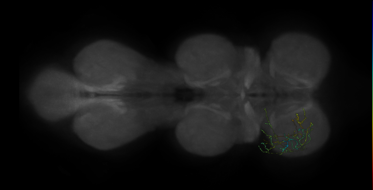 neuron 13025 - pruned by vol 109 (FANC:583831)