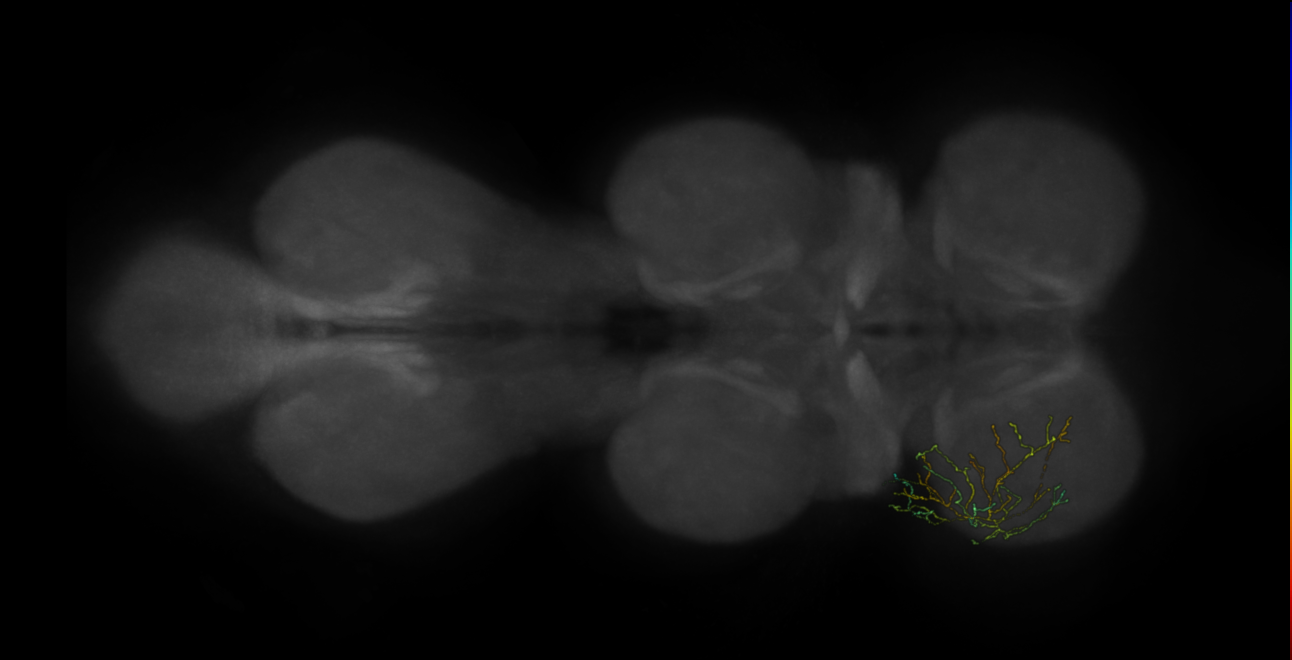 neuron 9935 - pruned by vol 109 (FANC:583866)