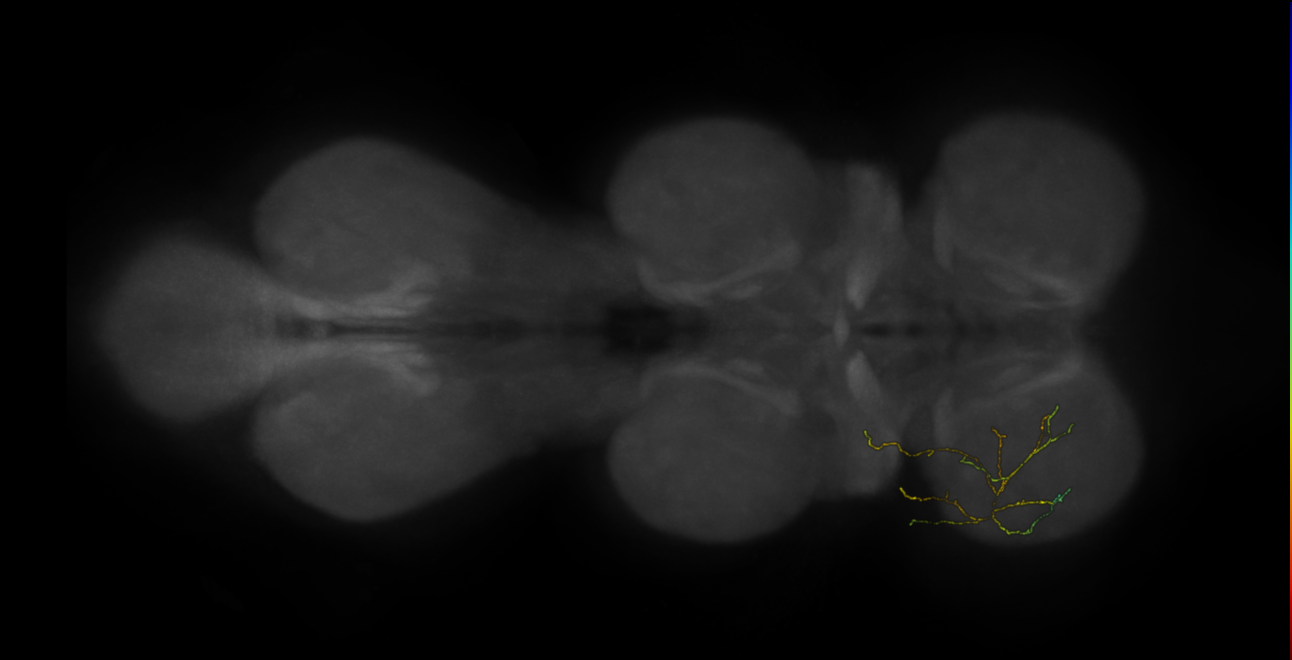 neuron 9867 - pruned by vol 109 (FANC:583922)