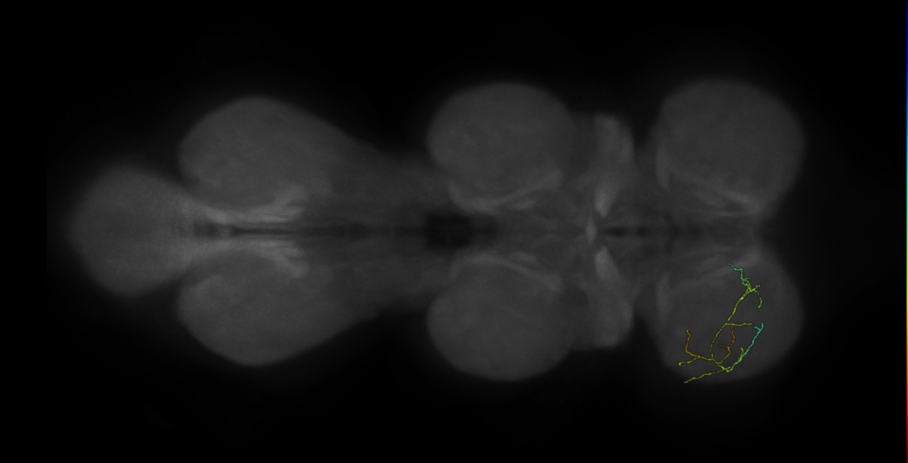 neuron 480 - pruned by vol 109 (FANC:583980)
