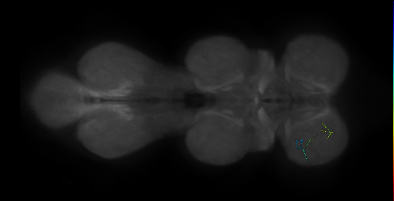 neuron 10424 - pruned by vol 109 (FANC:591080)
