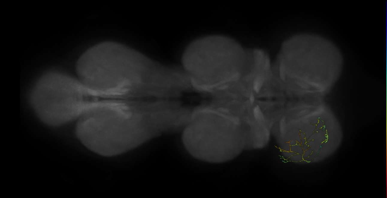 neuron 10971 - flipped - pruned by vol 109 (FANC:591246)