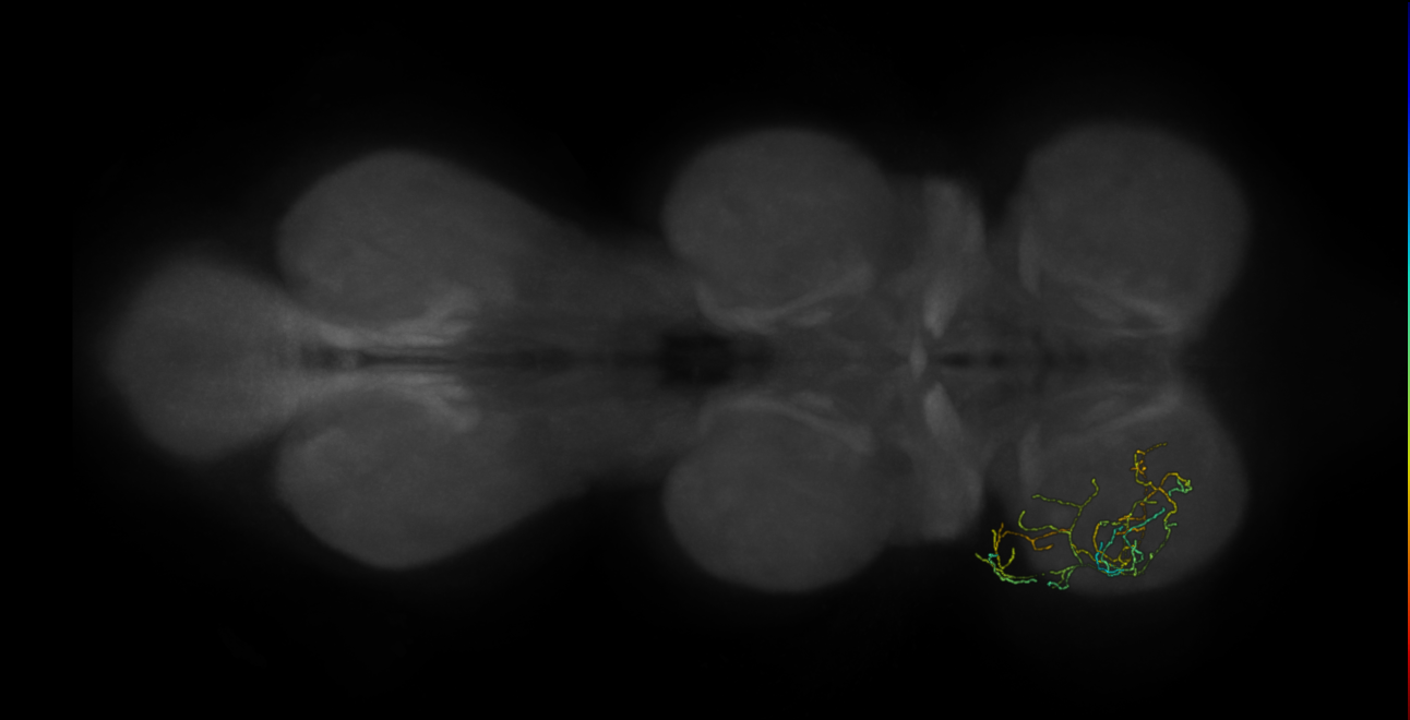 neuron 2236 - flipped - pruned by vol 109 (FANC:591335)