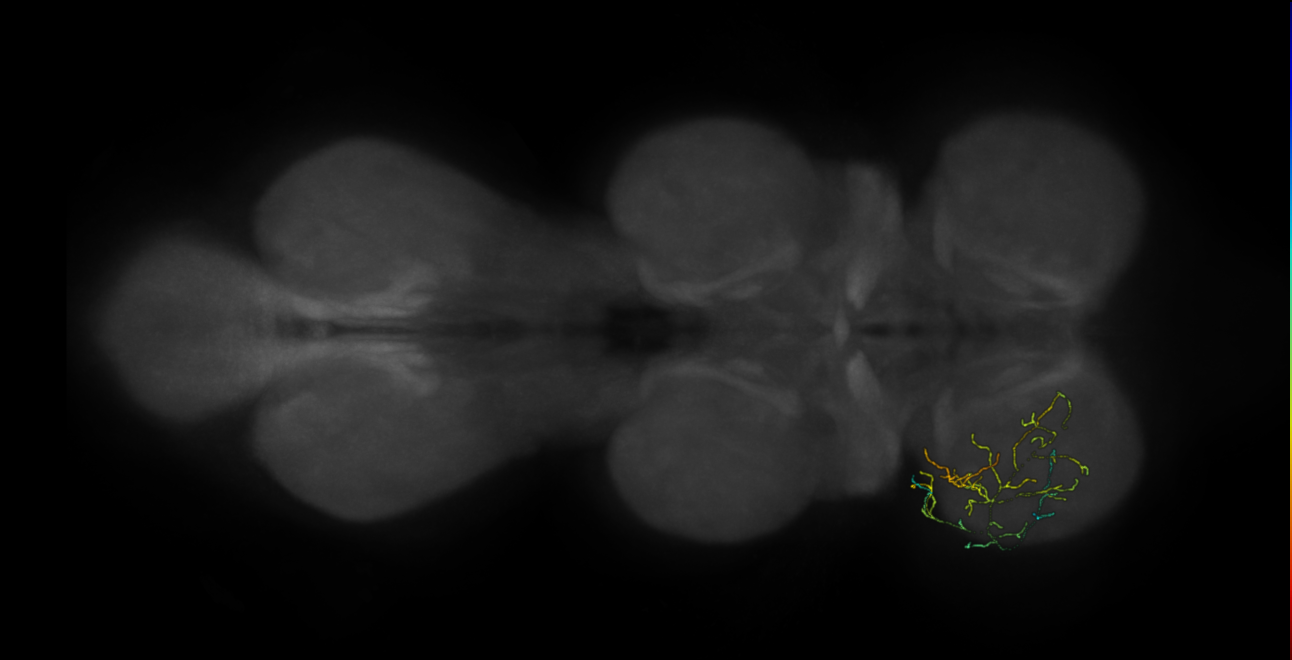 neuron 2216 - flipped - pruned by vol 109 (FANC:591421)