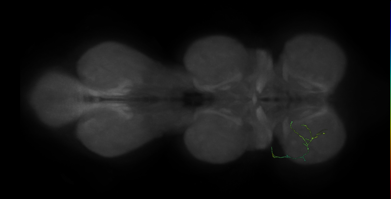 neuron 16765 - flipped - pruned by vol 109 (FANC:591633)