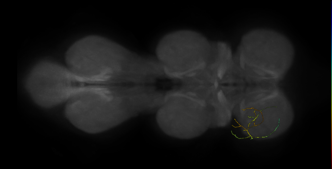 neuron 11657 - flipped - pruned by vol 109 (FANC:591651)