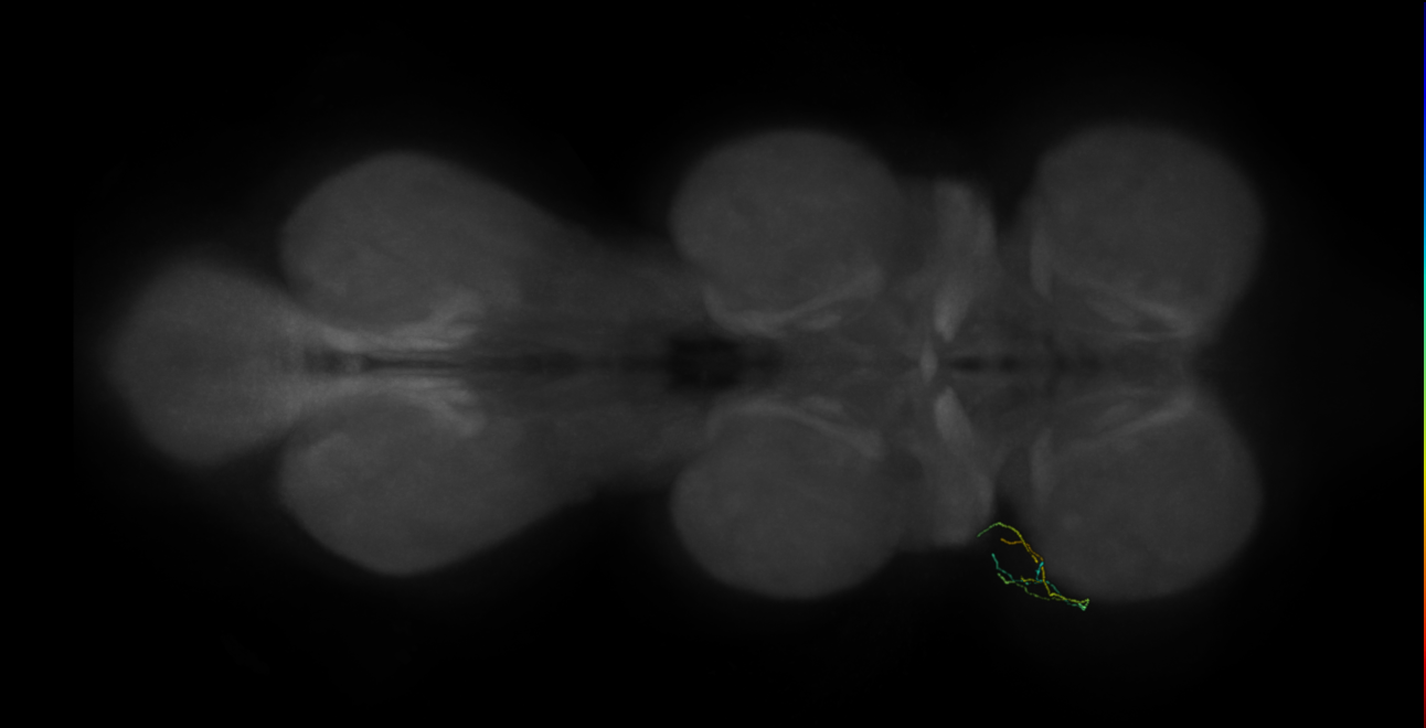 neuron 12275 - flipped - pruned by vol 109 (FANC:591670)