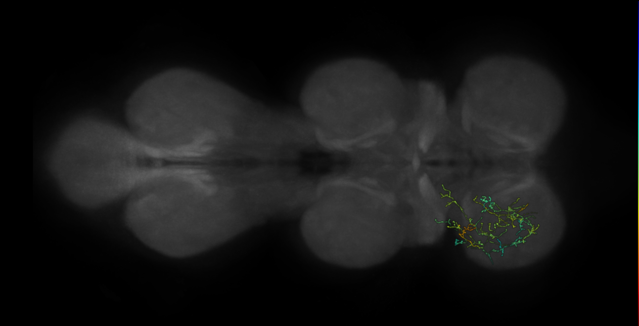 Neuron 6718 - flipped - pruned by vol 109 (FANC:591689)