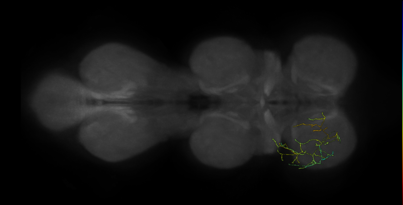 neuron 11682 - flipped - pruned by vol 109 (FANC:591713)