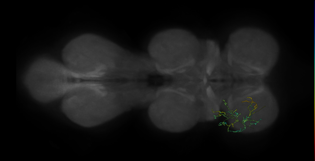 neuron 12267 - flipped - pruned by vol 109 (FANC:591850)