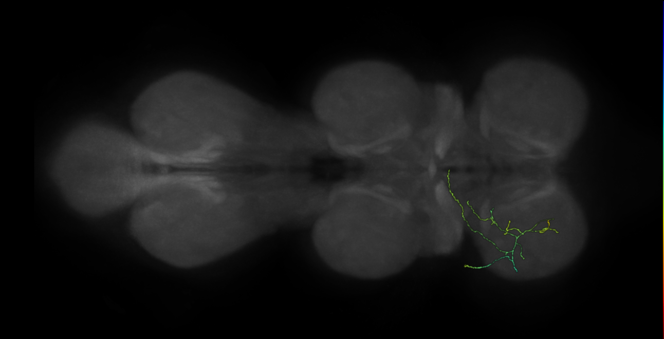 neuron 12425 - flipped - pruned by vol 109 (FANC:591887)