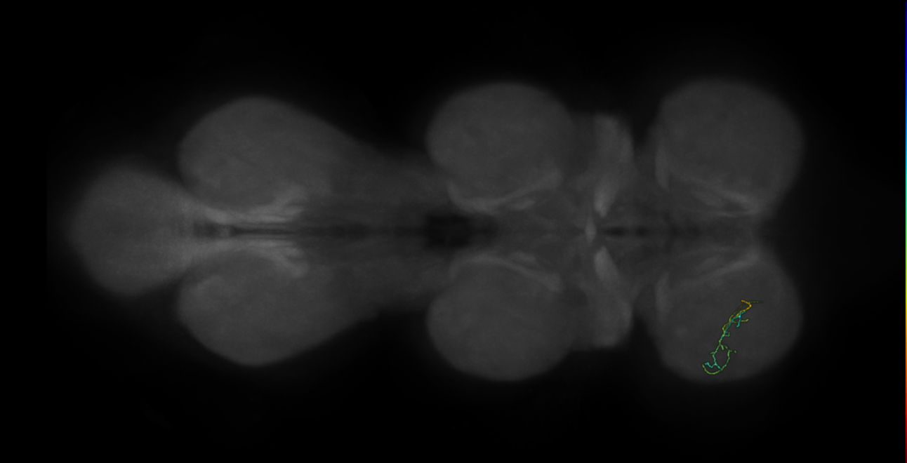 neuron 12442 - flipped - pruned by vol 109 (FANC:591927)