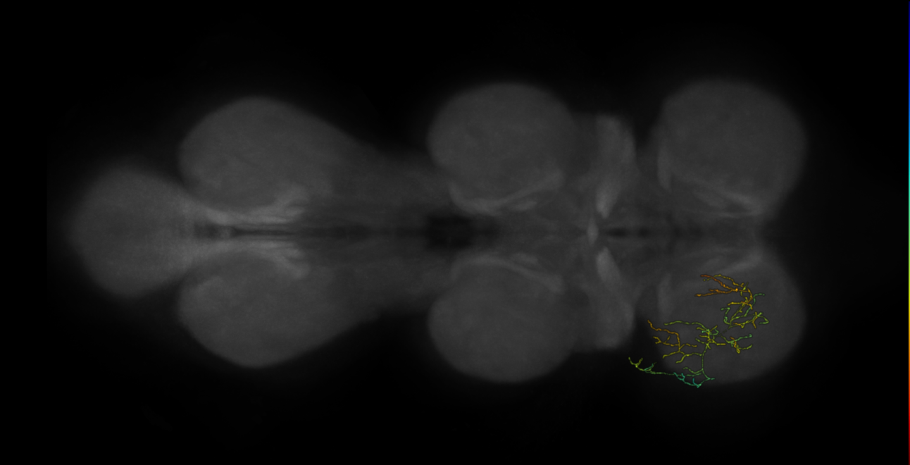 neuron 8565 - flipped - pruned by vol 109 (FANC:592109)
