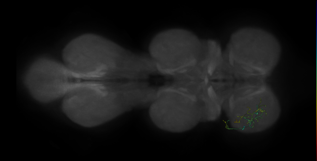 neuron 16026 - flipped - pruned by vol 109 (FANC:592127)