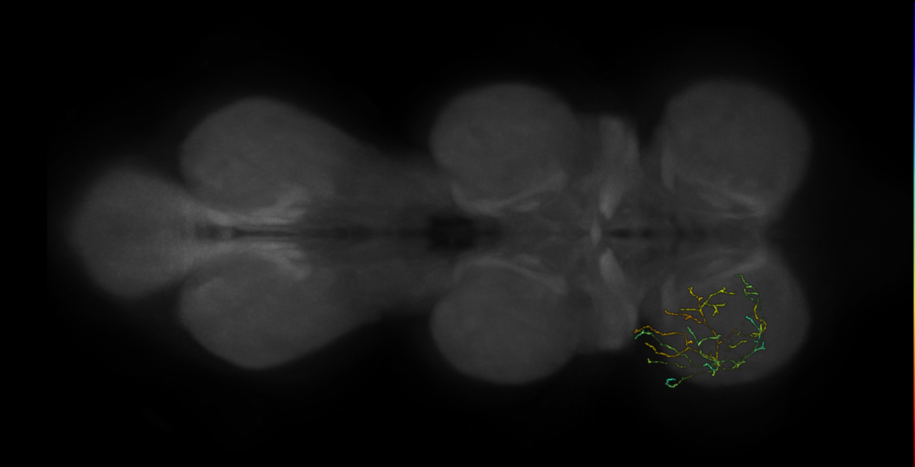 neuron 2212 - flipped - pruned by vol 109 (FANC:592145)