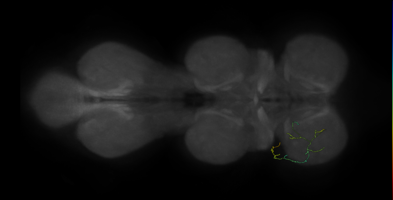 neuron 16770 - flipped - pruned by vol 109 (FANC:592164)