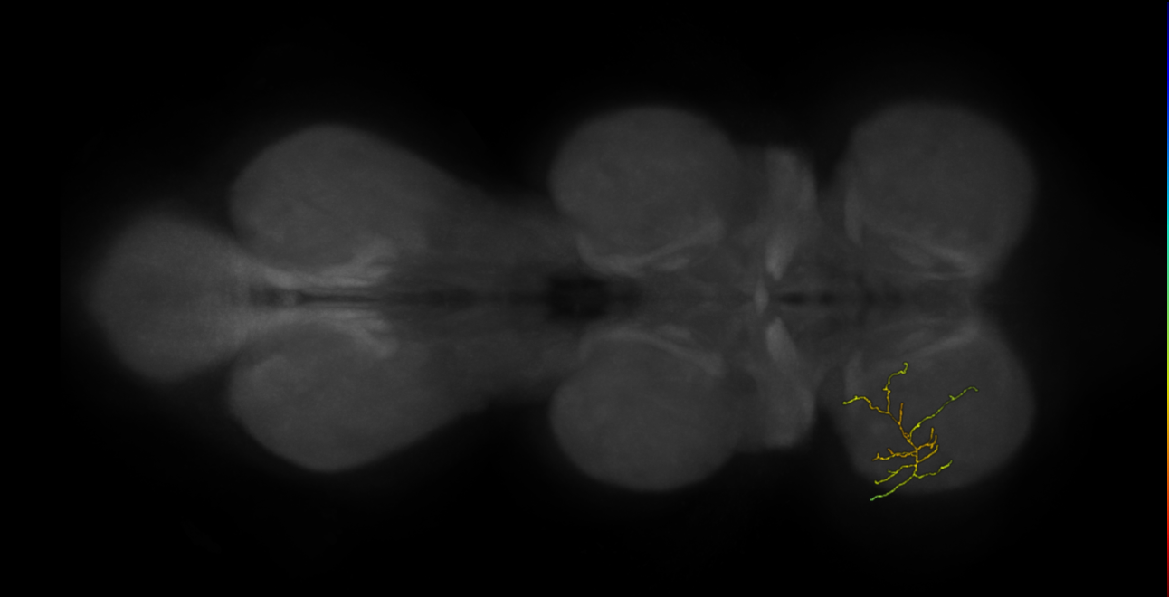 neuron 21098 - flipped - pruned by vol 109 (FANC:592207)
