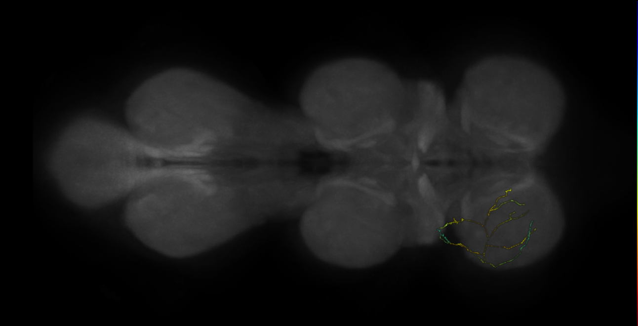 neuron 3040 - flipped - pruned by vol 109 (FANC:592253)