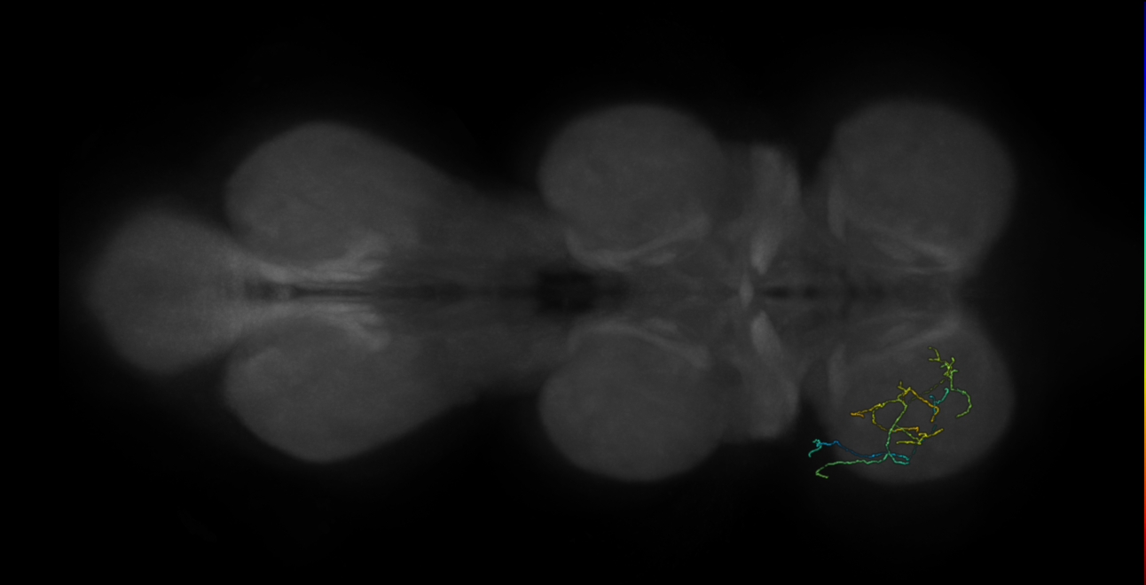 neuron 10768 - flipped - pruned by vol 109 (FANC:592317)
