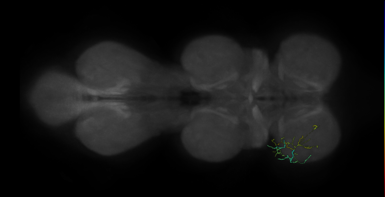 neuron 10841 - flipped - pruned by vol 109 (FANC:592338)