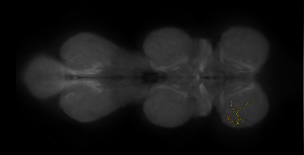 neuron 33306 - flipped - pruned by vol 109 (FANC:592358)