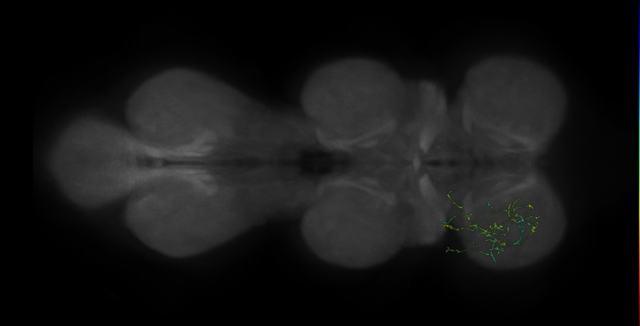 neuron 3823 - flipped - pruned by vol 109 (FANC:592431)