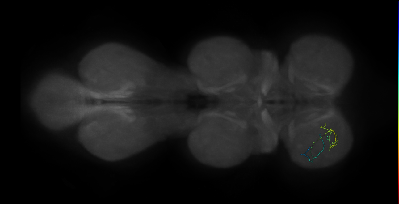 neuron 16223 - flipped - pruned by vol 109 (FANC:592455)