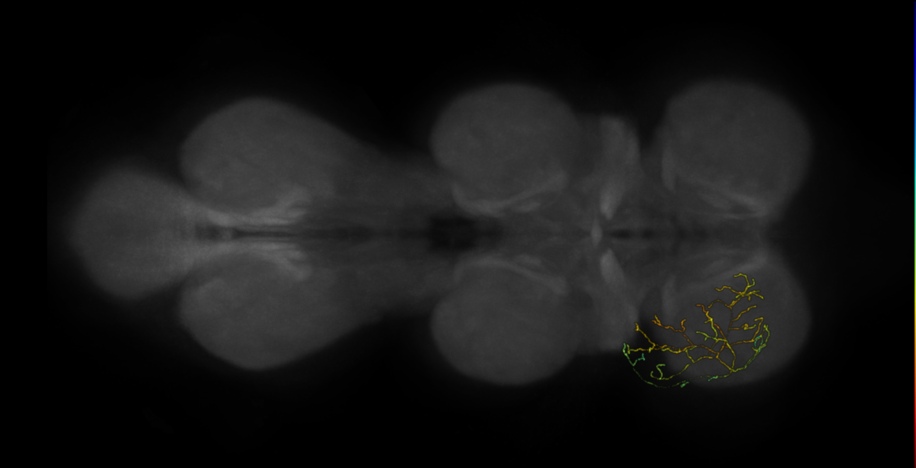 neuron 11320 - flipped - pruned by vol 109 (FANC:592475)