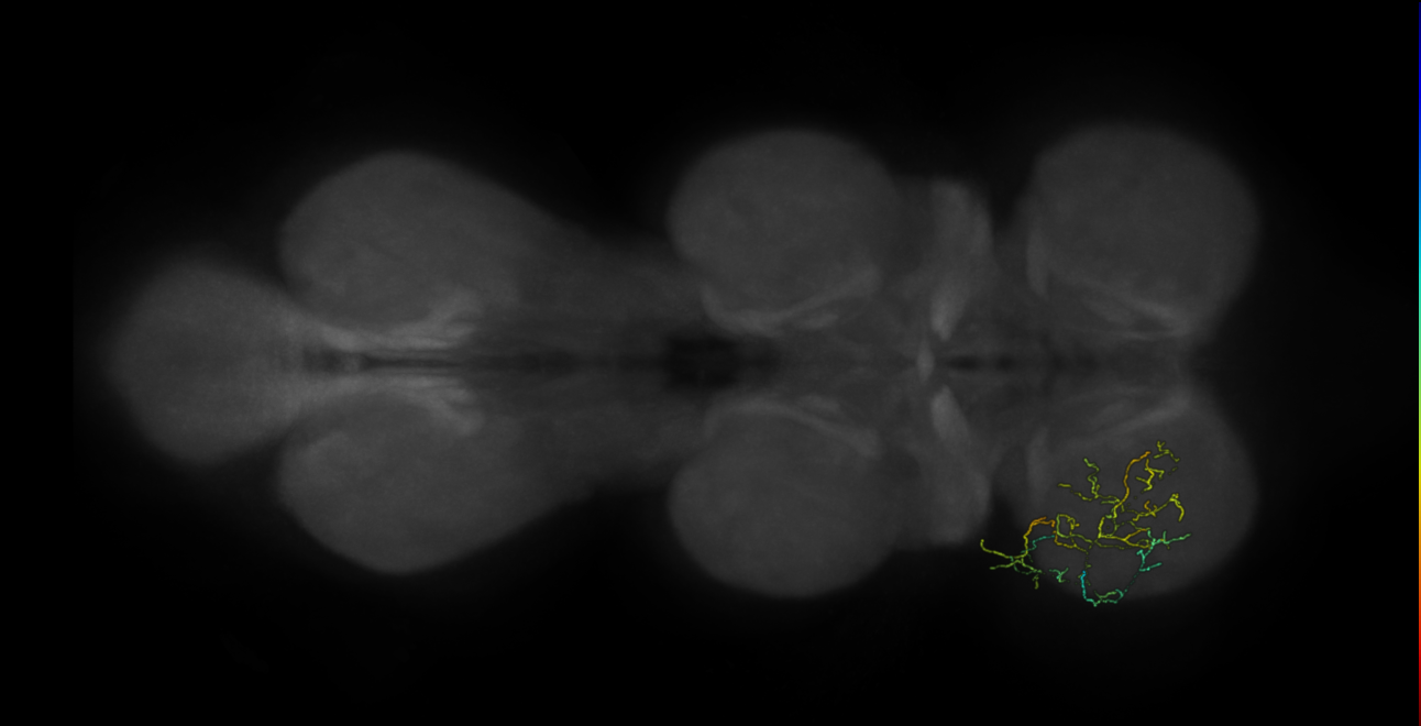 neuron 2220 - flipped - pruned by vol 109 (FANC:592494)