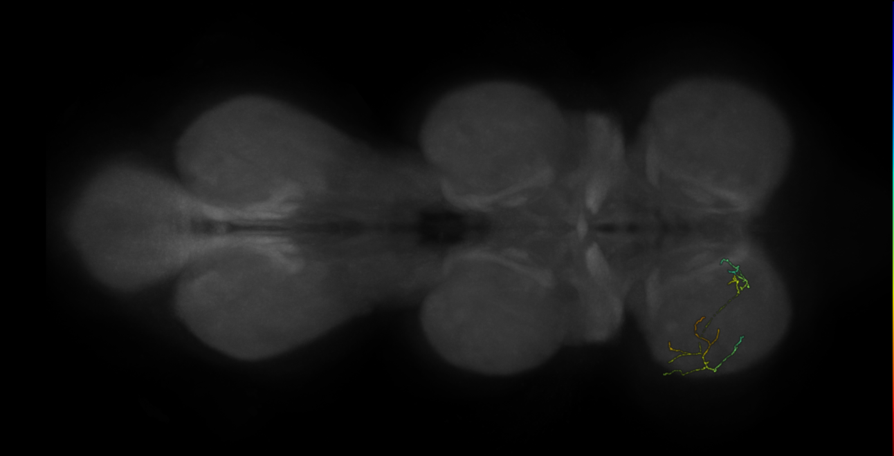 neuron 11285 - flipped - pruned by vol 109 (FANC:592556)
