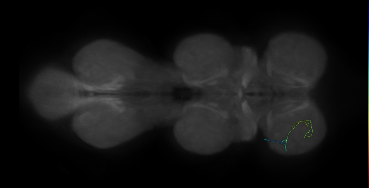 neuron 16218 - flipped - pruned by vol 109 (FANC:592610)