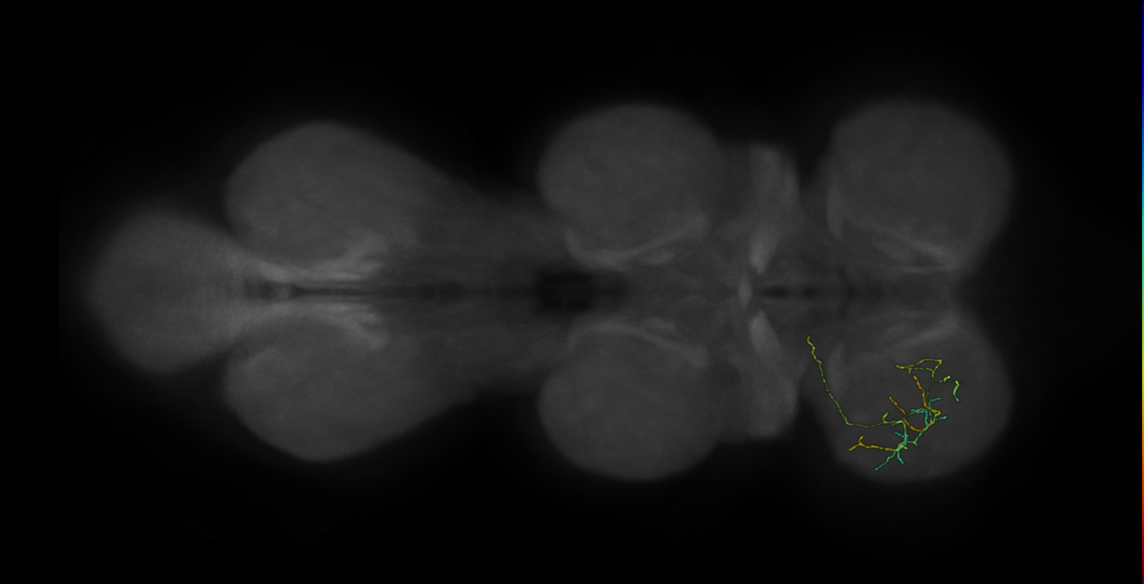 neuron 11299 - flipped - pruned by vol 109 (FANC:592628)