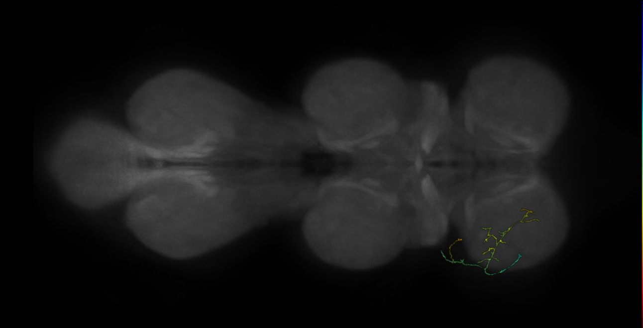 neuron 11339 - flipped - pruned by vol 109 (FANC:592648)