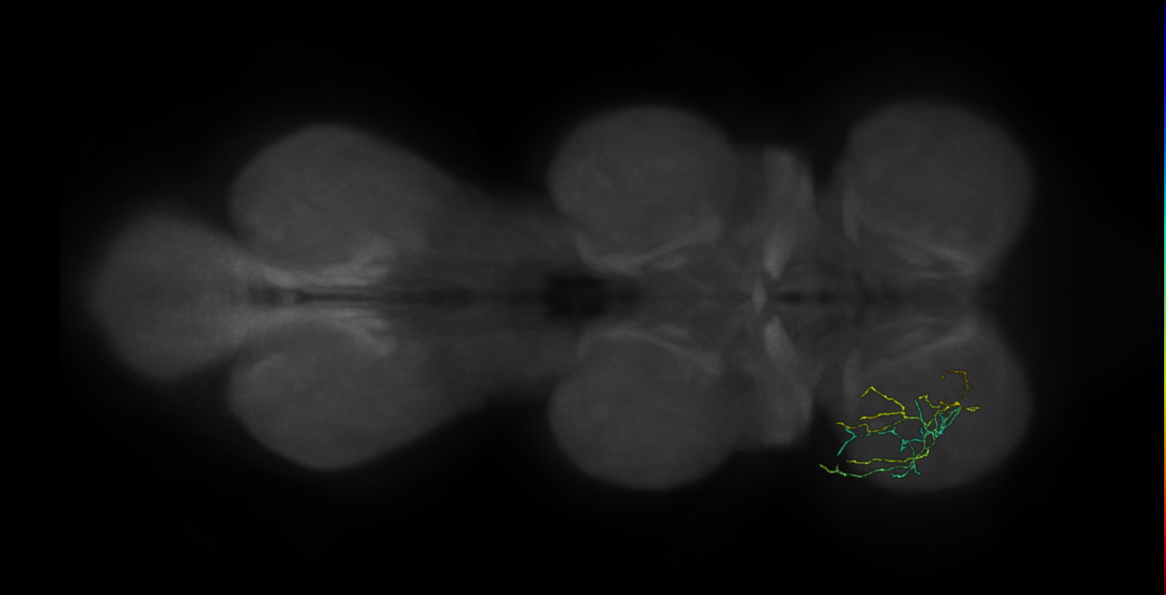 neuron 2180 - flipped - pruned by vol 109 (FANC:592686)