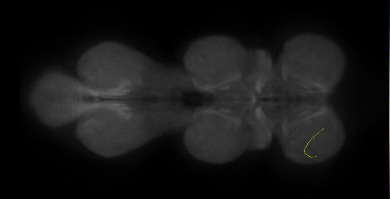 neuron 21338 - pruned by vol 109 - radius 500 (FANC:593437)