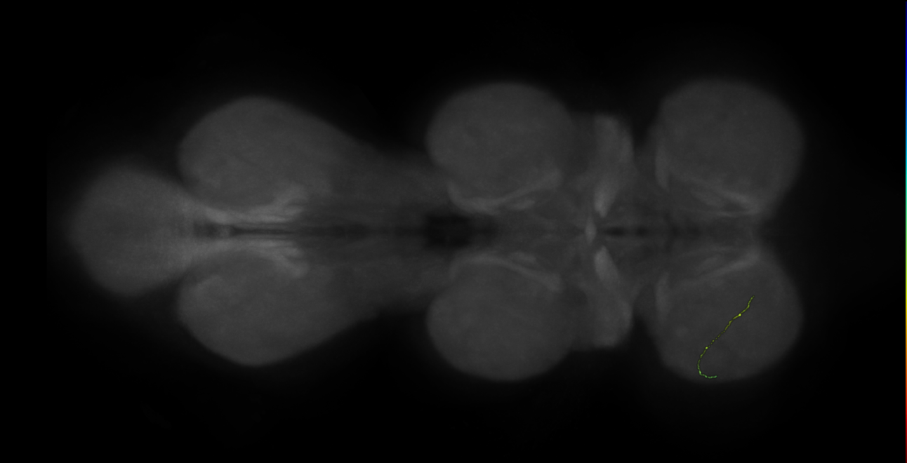 neuron 11802 - pruned by vol 109 - radius 500 (FANC:593680)