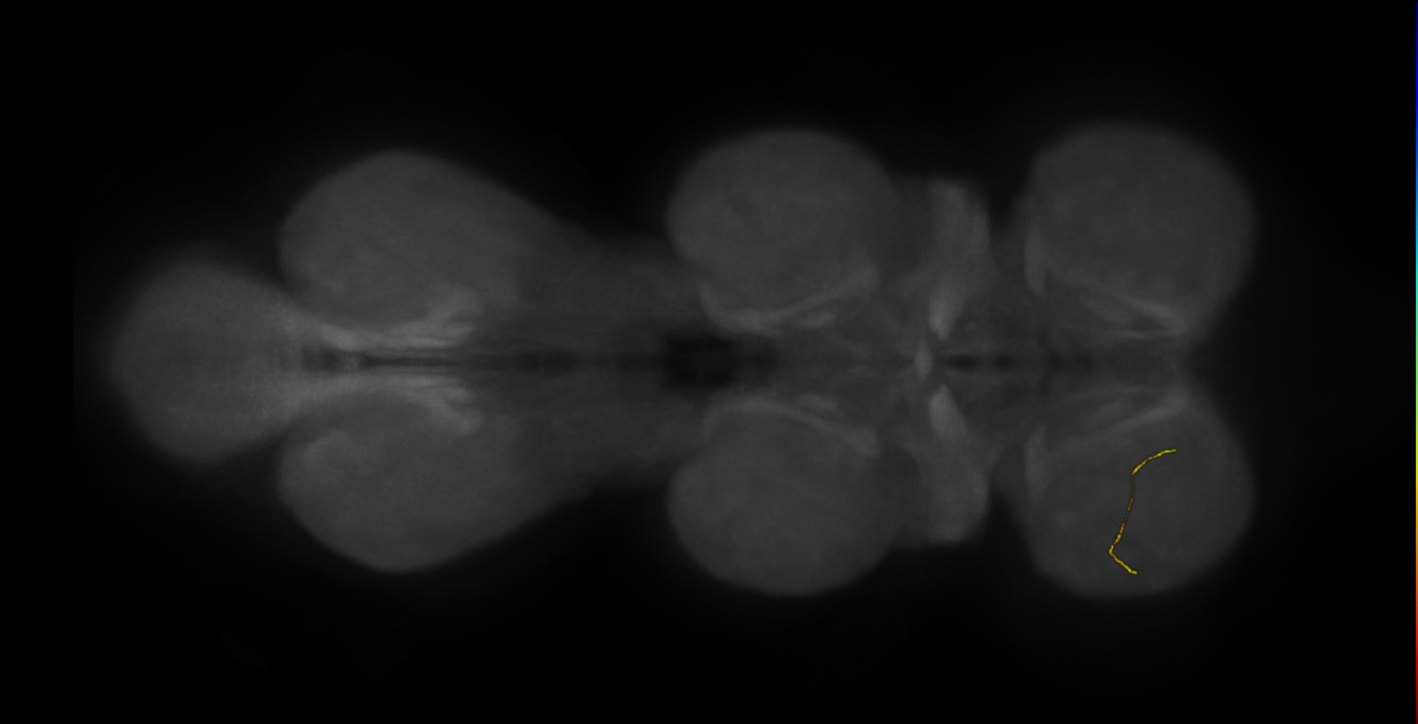 neuron 11320 - flipped - pruned by vol 109 - radius 500 (FANC:593857)