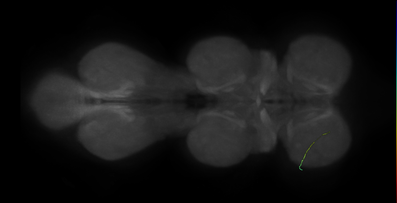 neuron 11339 - flipped - pruned by vol 109 - radius 500 (FANC:594670)
