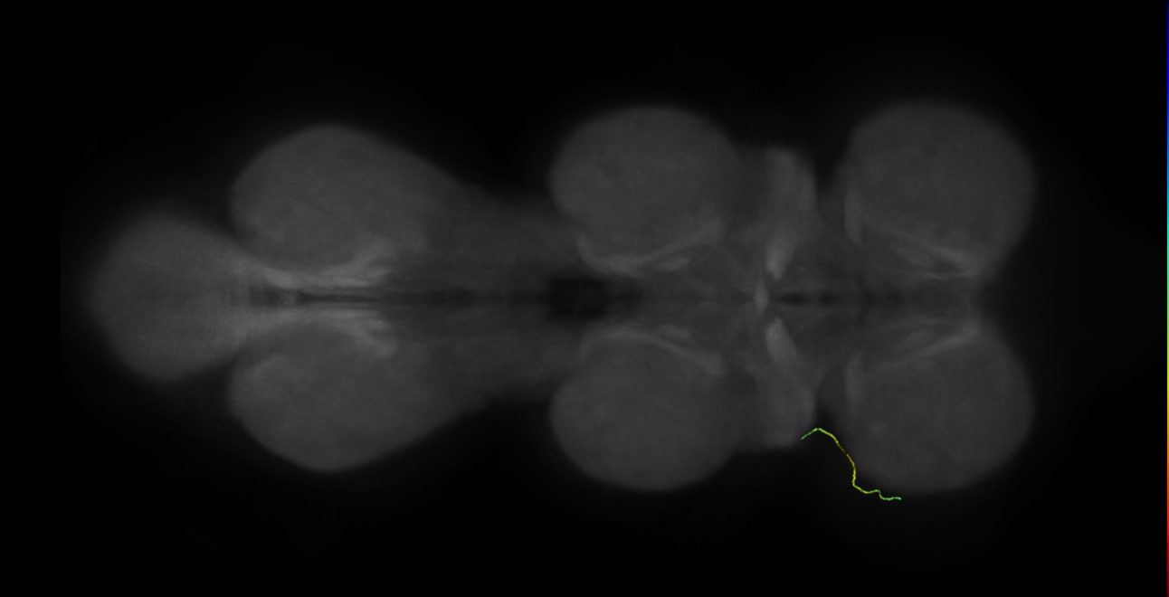 neuron 11944 - flipped - pruned by vol 109 - radius 500 (FANC:595316)