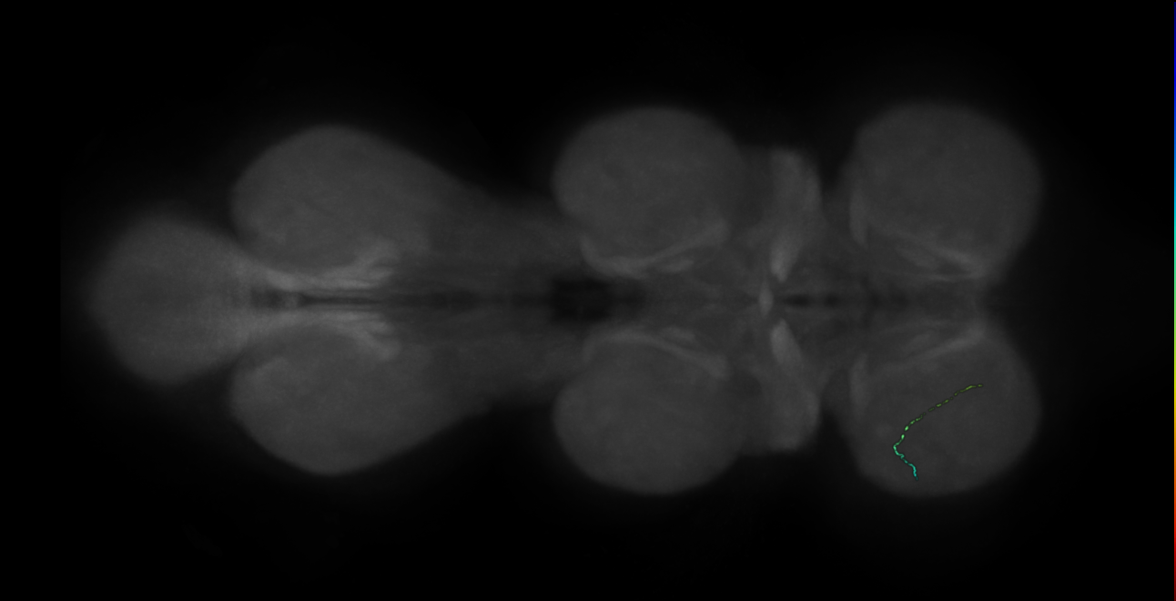 neuron 9709 - pruned by vol 109 - radius 500 (FANC:595763)